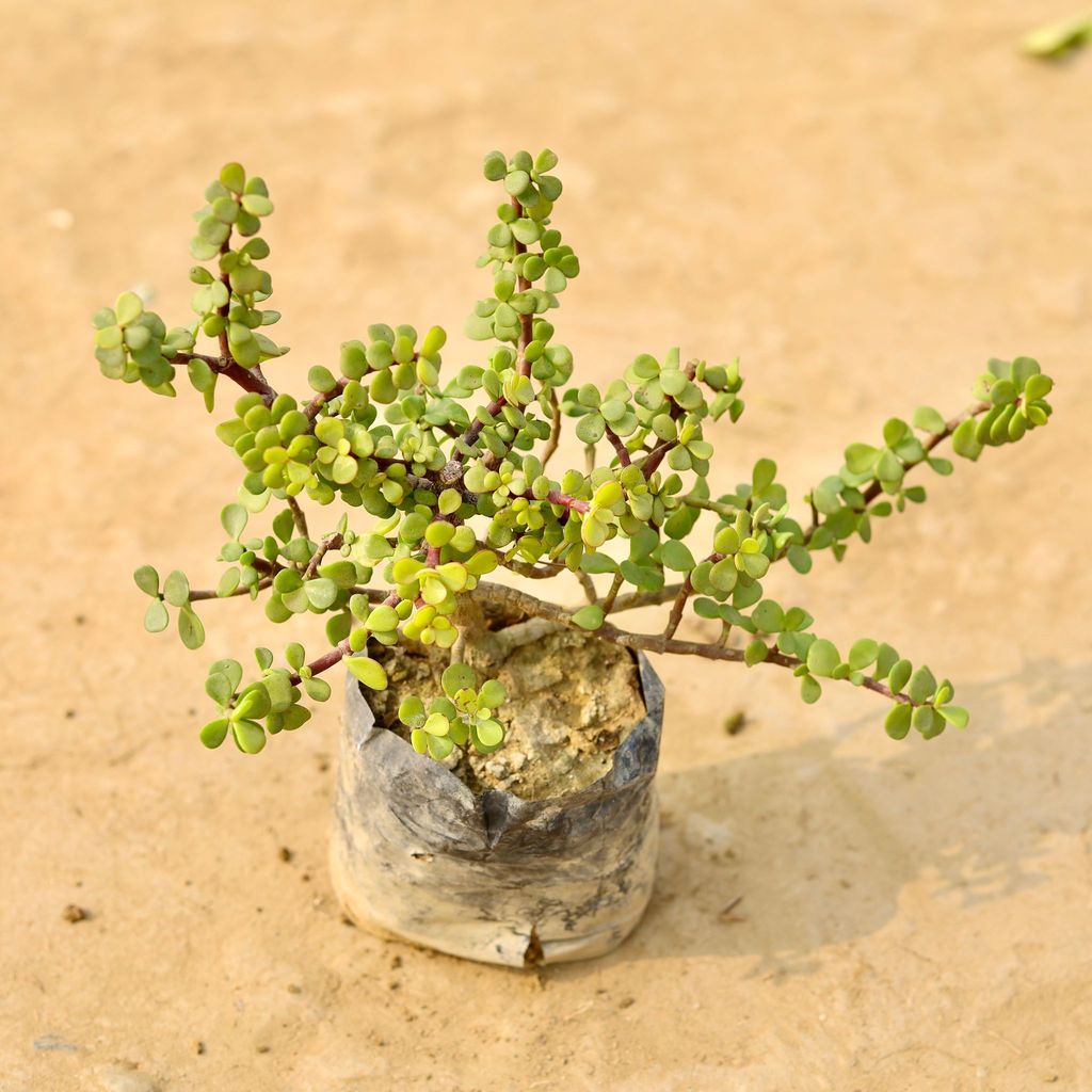 Jade Plant in 4 Inch Nursery Bag