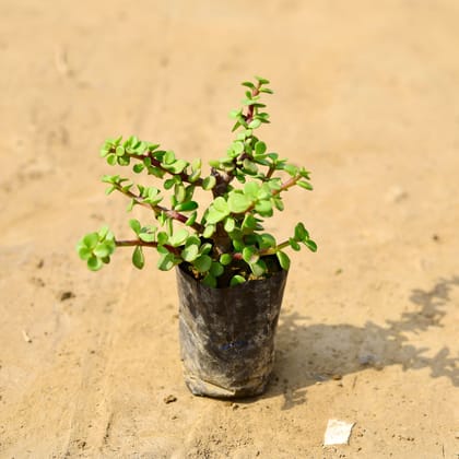 Buy Jade in 4 Inch Nursery Bag  Online | Urvann.com