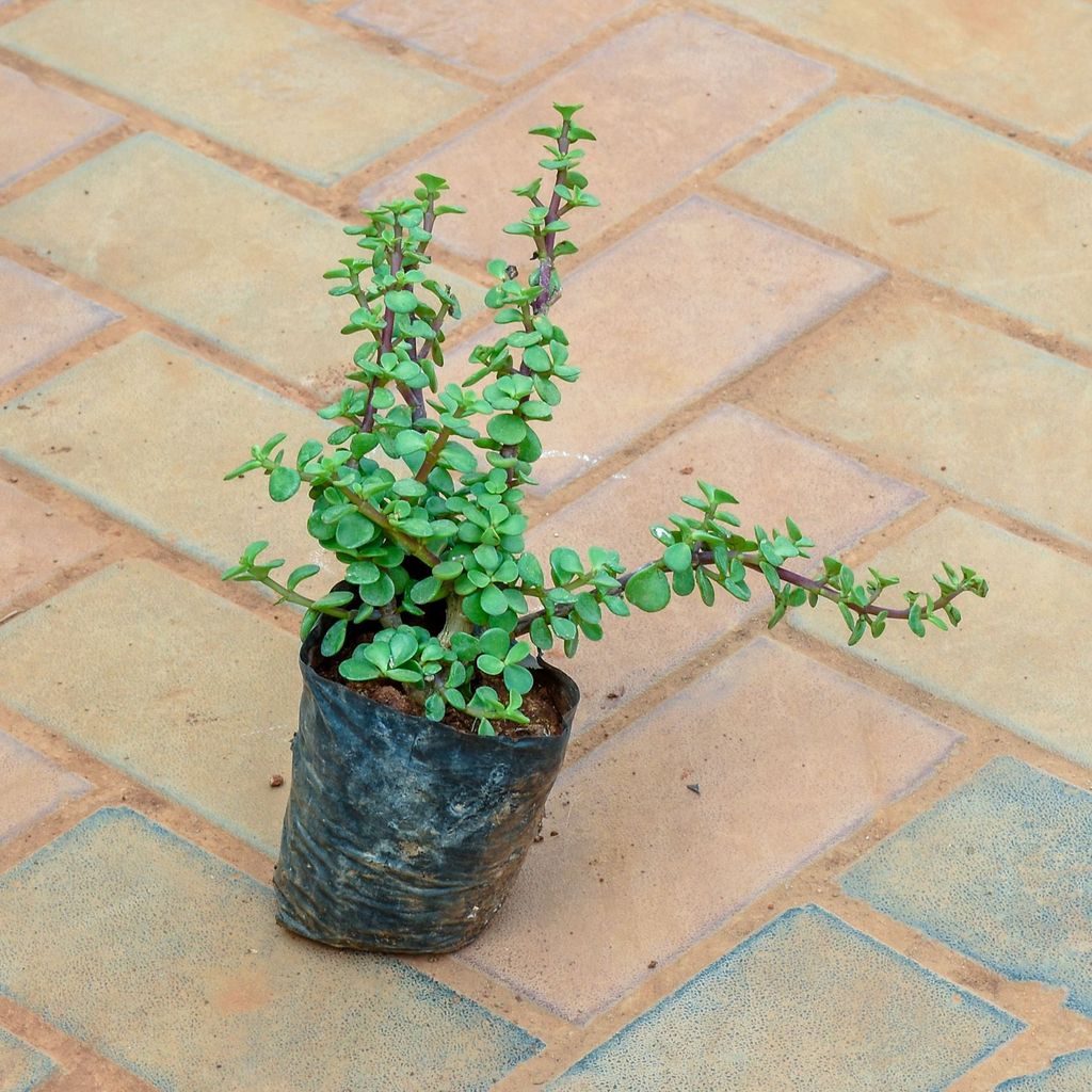 Jade in 4 Inch Nursery Bag