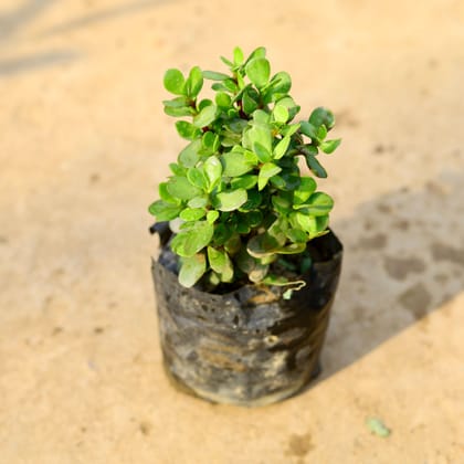 Buy Jade Big Leaf in 4 Inch Nursery Bag Online | Urvann.com