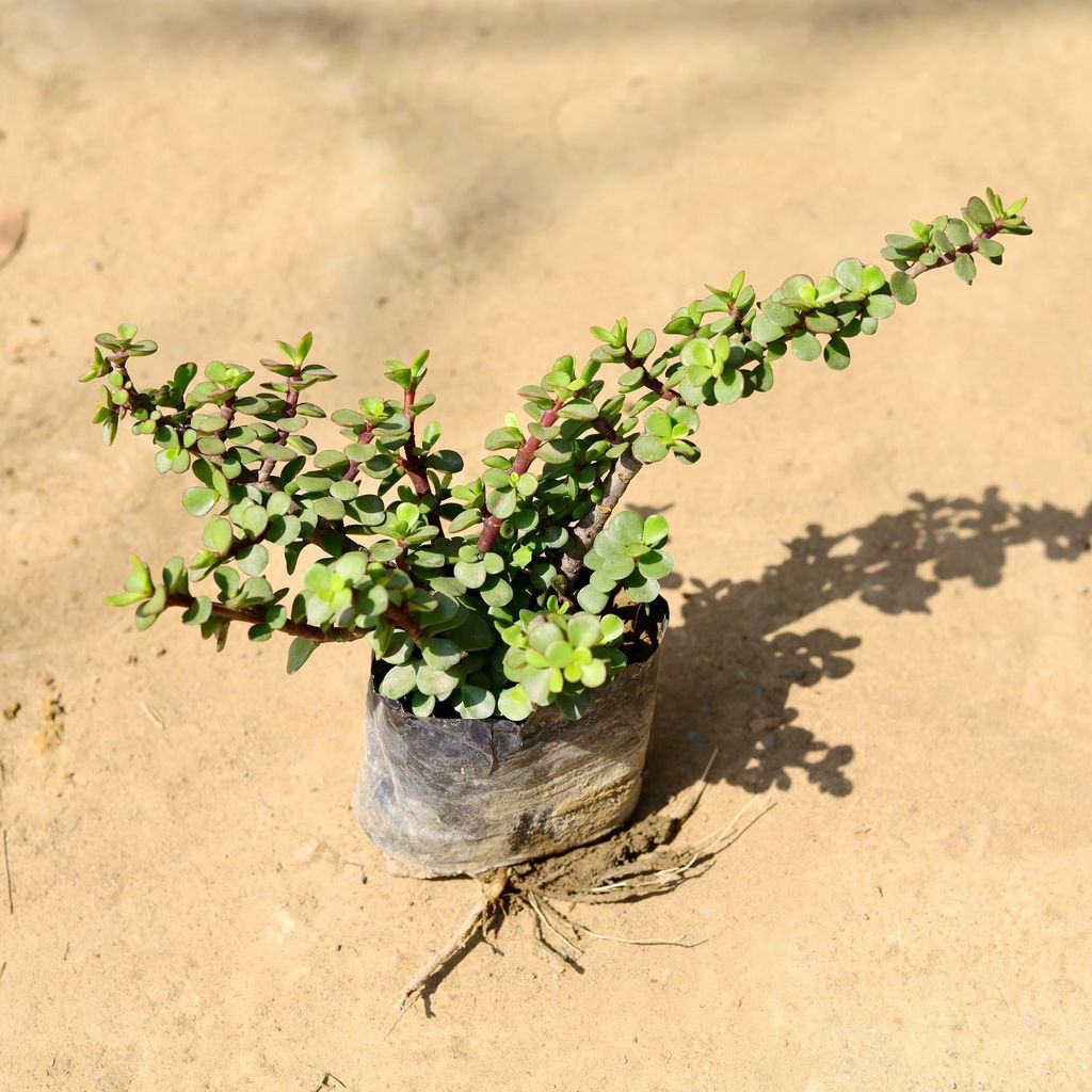 Jade in 4 Inch Nursery Bag