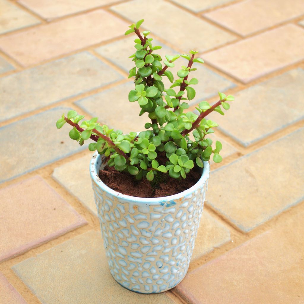 Jade in 5 Inch Balti Designer Ceramic Pot (Any Colour)