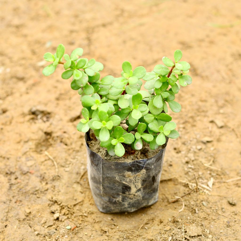 Jade Plant in 5 Inch Nursery Bag