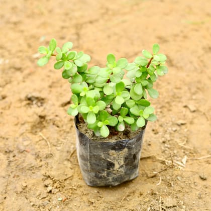 Buy Jade Plant in 5 Inch Nursery Bag Online | Urvann.com