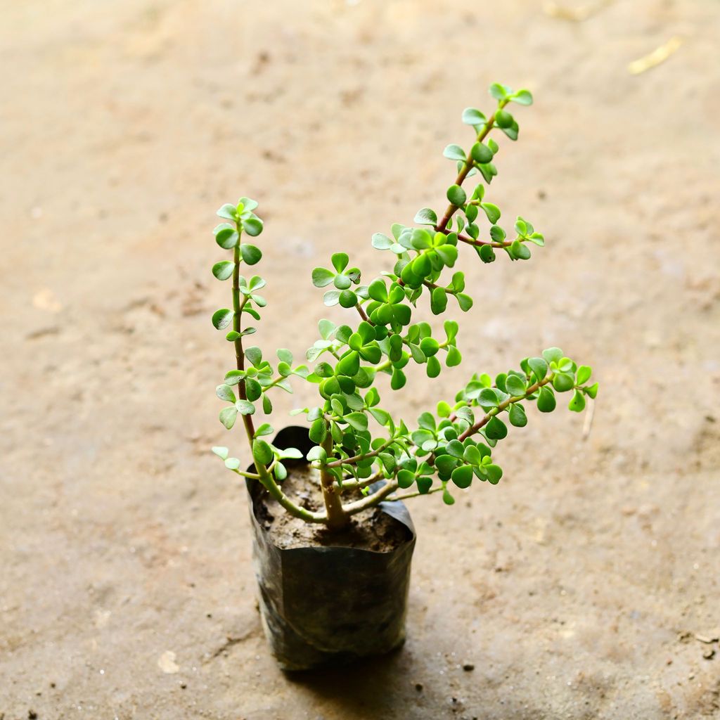 Jade in 4 Inch Nursery Bag