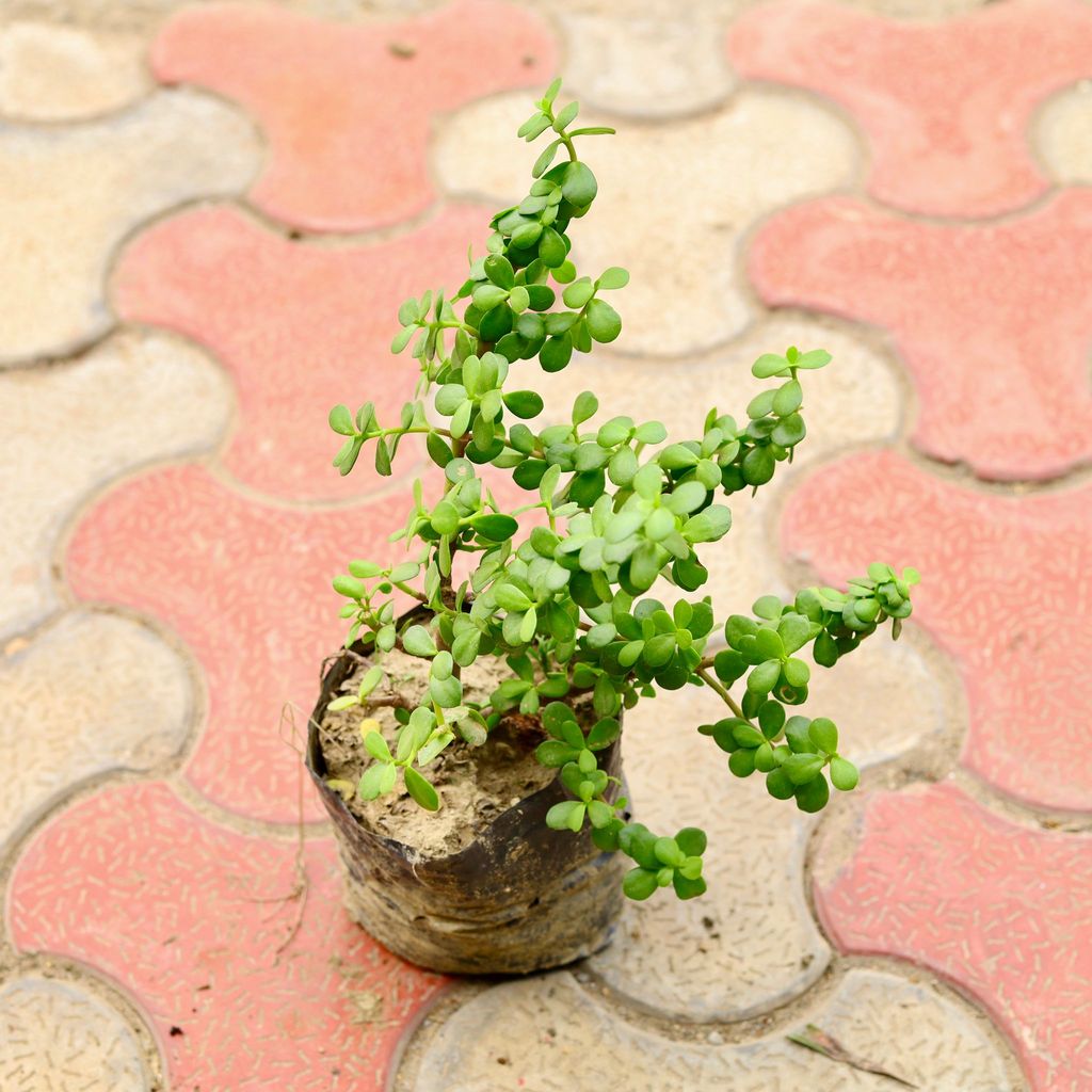 Jade in 4 Inch Nursery Bag