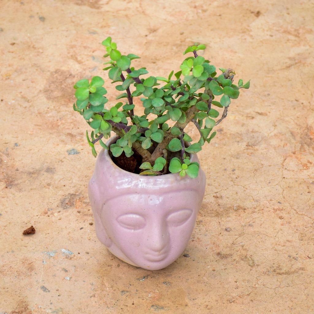 Lucky Jade in 4 Inch Buddha Ceramic Pot (any colour)