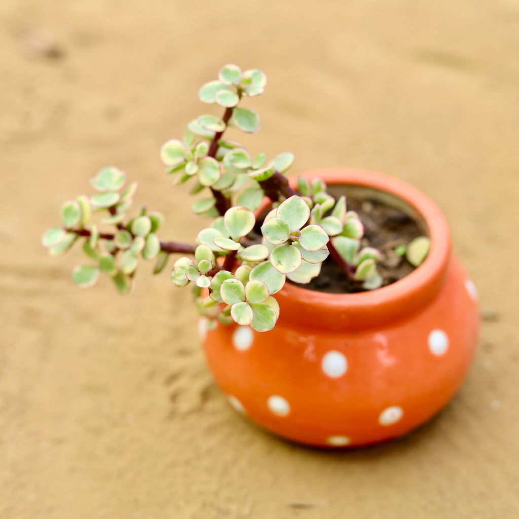 Jade Variegated in 3 inch Orange Polka Dotted Handmade Matki Ceramic Pot