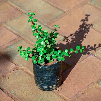 Buy Jade in 4 Inch Nursery Bag Online | Urvann.com