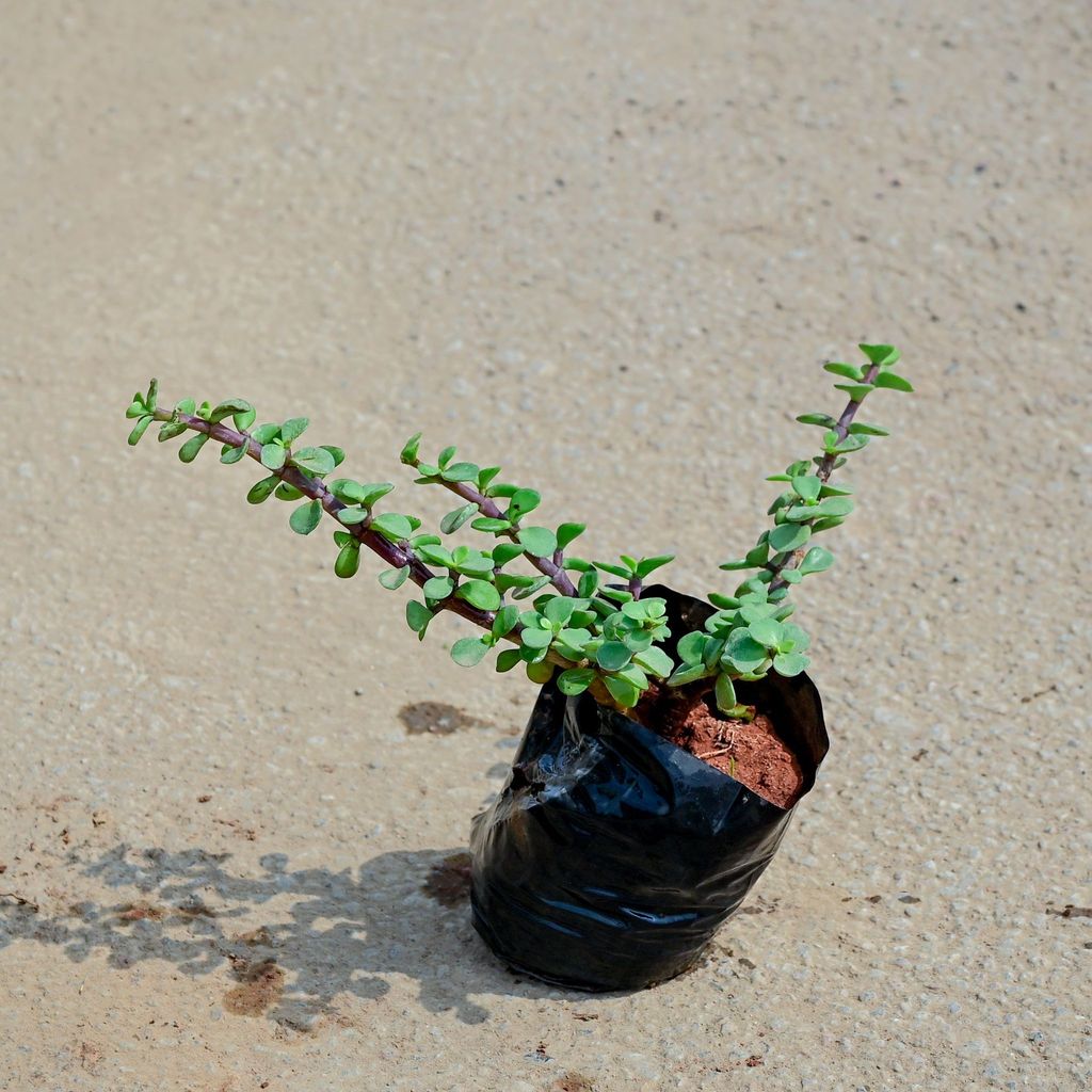 Jade in 4 Inch Nursery Bag