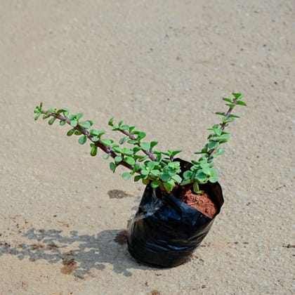 Buy Jade in 4 Inch Nursery Bag Online | Urvann.com