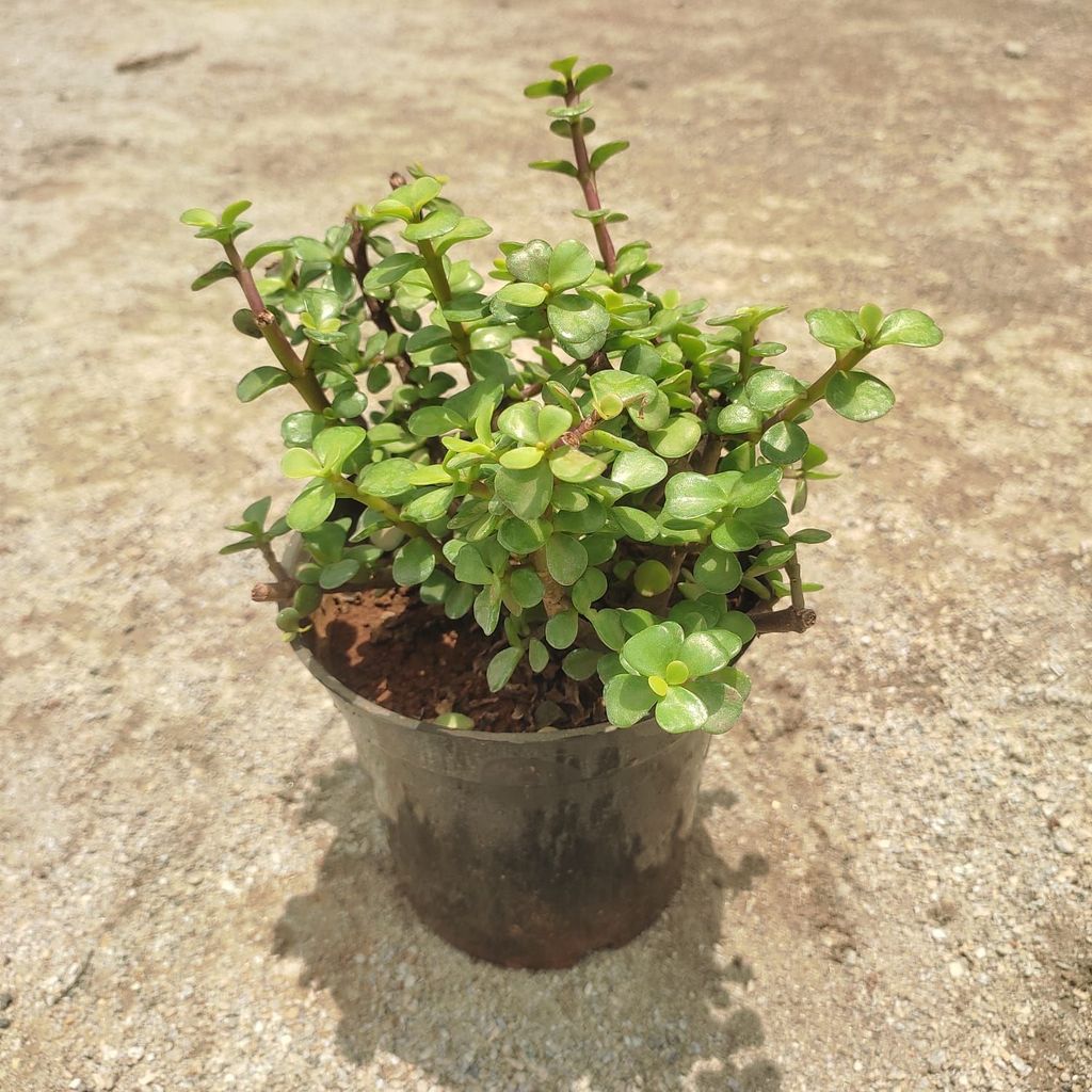 Jade in 5 Inch Nursery Pot