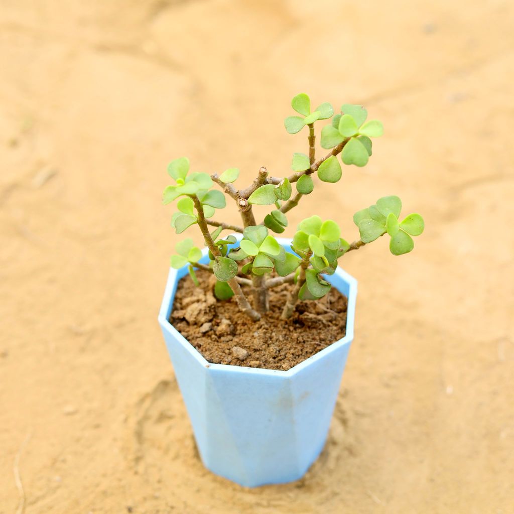 Jade in 4 Inch Blue Marble Premium Diamanti Plastic Pot