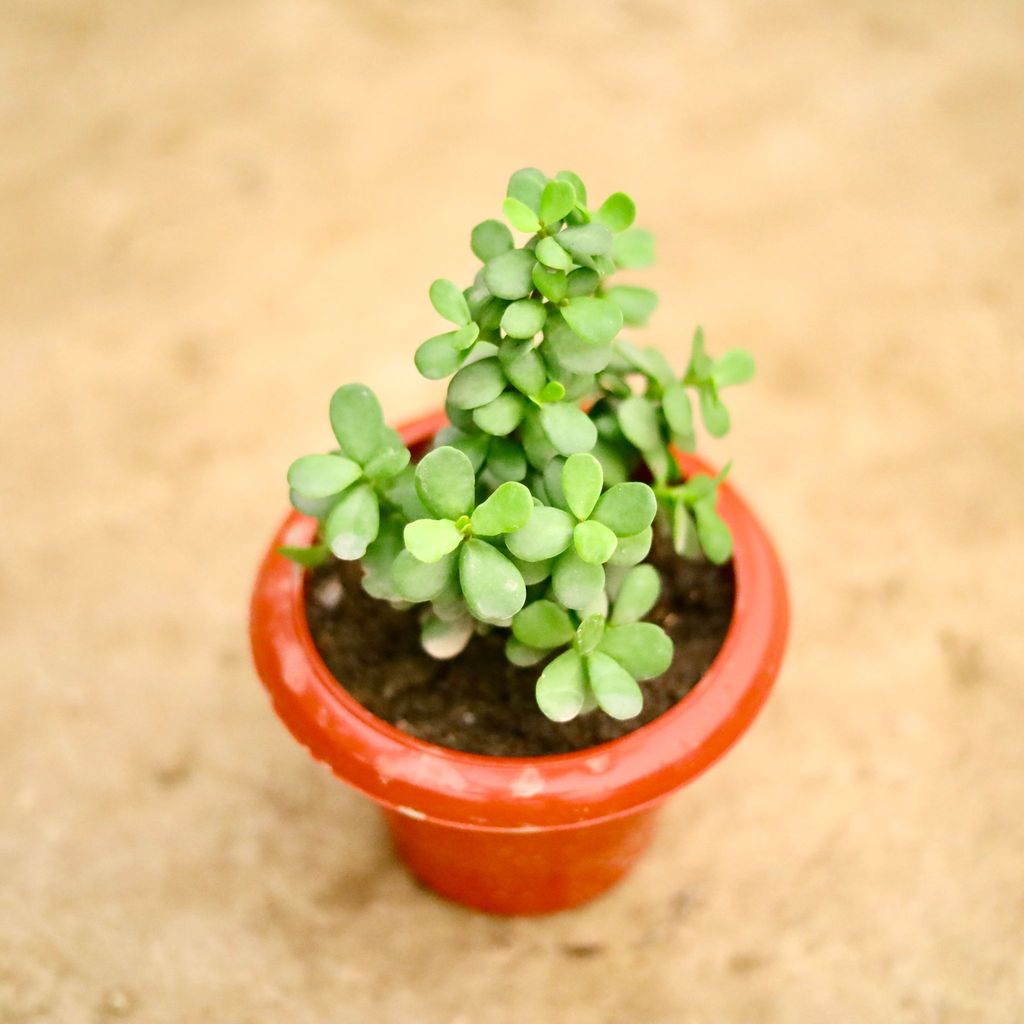 Jade  in 6 Inch Classy Red Plastic Pot