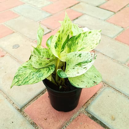 Money Plant White in 4 Inch Nursery Pot