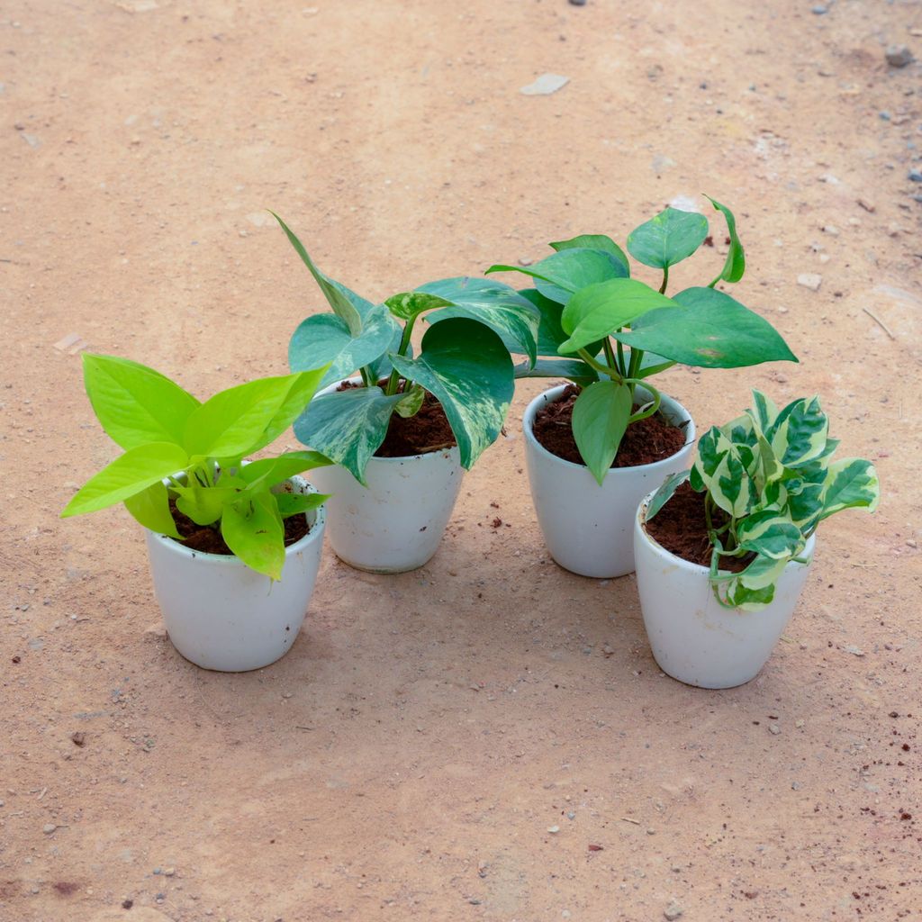 Set Of 4 - Money Plant Green, Golden, White & Marble in 3 Inch White Cup Ceramic Pot