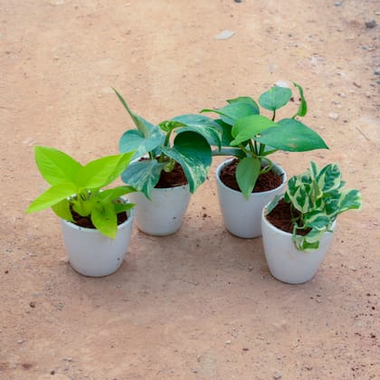 Buy Set Of 4 - Money Plant Green, Golden, White & Marble in 3 Inch White Cup Ceramic Pot Online | Urvann.com