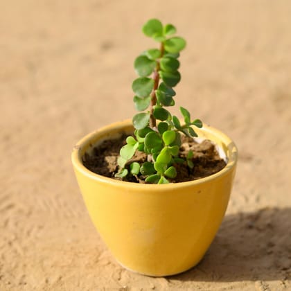 Buy Jade in 4 Inch Classy Cup Ceramic Pot (any colour) Online | Urvann.com