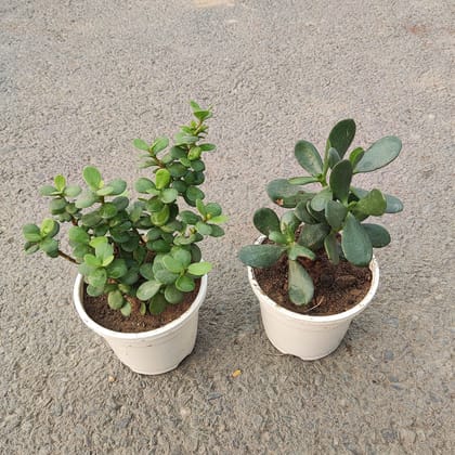 Buy Set of 2 - Lucky Jade & Crasulla in 4 Inch White Nursery Pot Online | Urvann.com