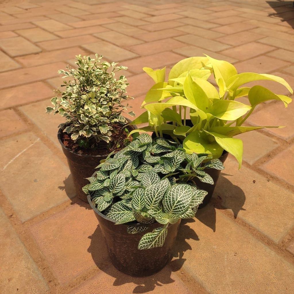 Set of 3 - Money Plant Golden, Aralia White & Fittonia Green in 4 Inch Nursery Pot