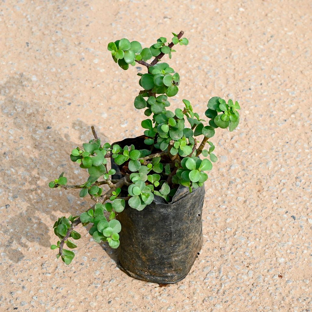 Lucky Jade in 4 Inch Nursery bag