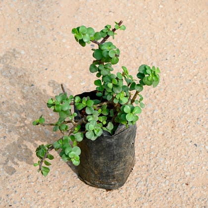 Buy Lucky Jade in 4 Inch Nursery bag Online | Urvann.com