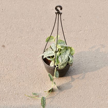 Buy Money Plant Silver in 6 Inch Black Hanging Plastic Pot Online | Urvann.com