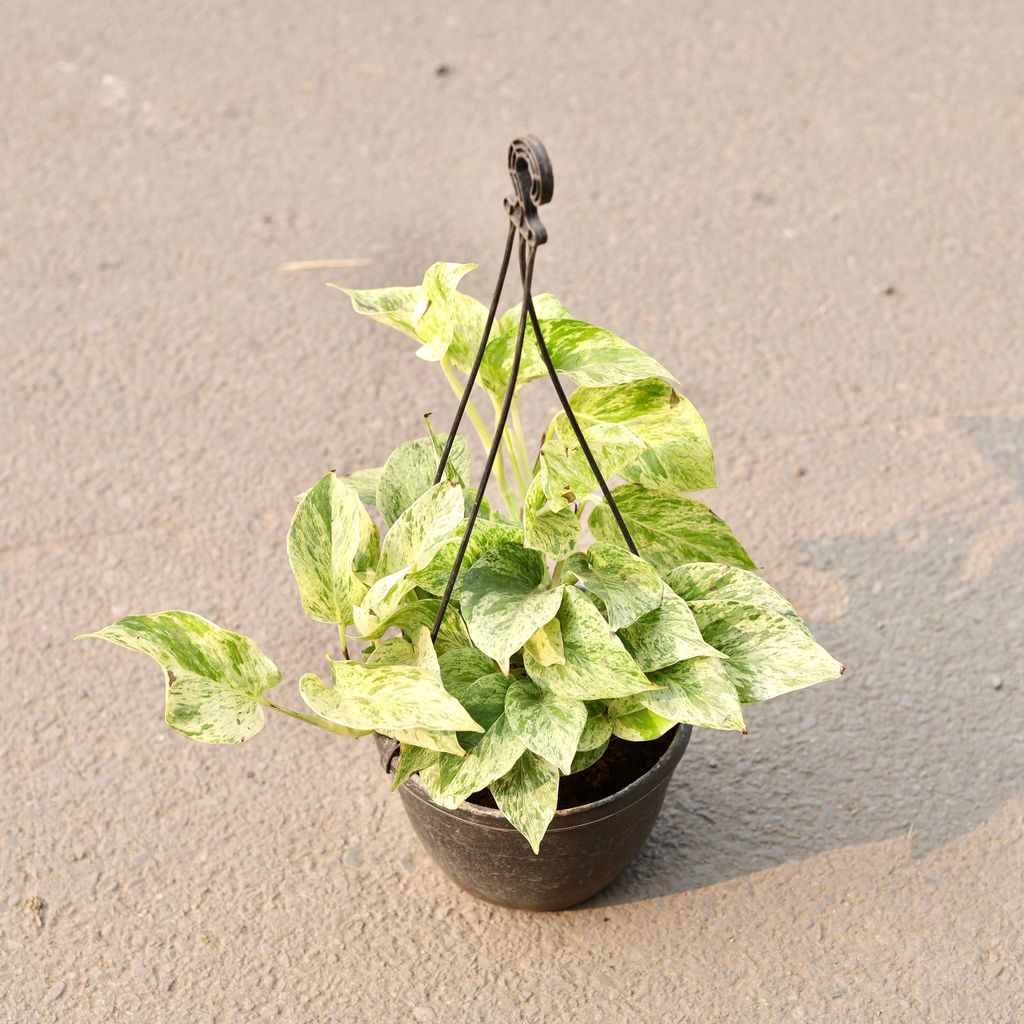 Money Plant Marble Queen in 6 Inch Black Hanging Plastic Pot