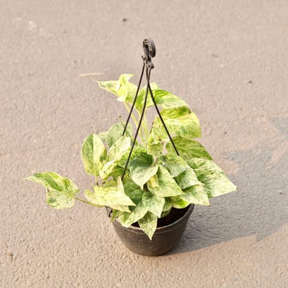 Buy Money Plant Marble Queen in 6 Inch Black Hanging Plastic Pot Online | Urvann.com