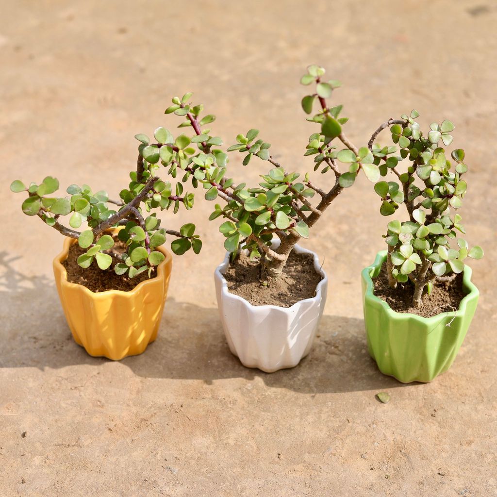 Set of 3 - Jade in 4 Inch Vibrant Ripple Ceramic Planter (any colour)