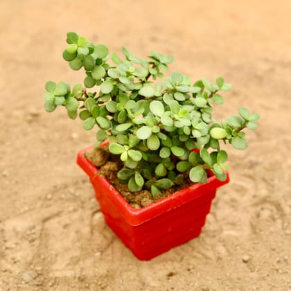 Buy Jade in 4 Inch Red Premium Orchid Square Plastic Pot Online | Urvann.com