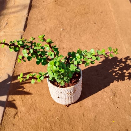 Buy Jade in 4 Inch White Designer Ceramic Pot (any colour) Online | Urvann.com