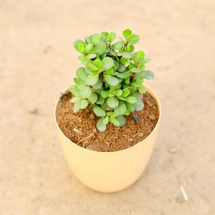 Buy Jade Big Leaf in 6 Inch Beige Marble Premium Orchid Round Plastic Pot Online | Urvann.com