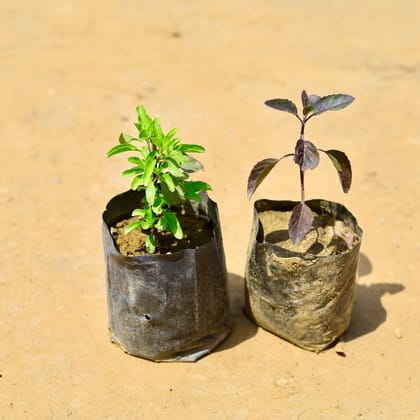 Set Of 2 - Tulsi (Rama & Shyama) in 4 Inch Nursery Bag