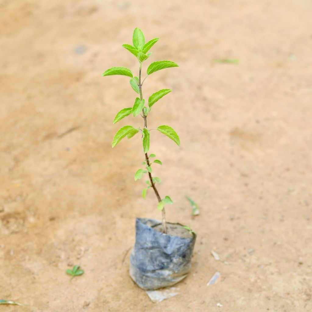 Rama Tulsi in 4 Inch Nursery Bag