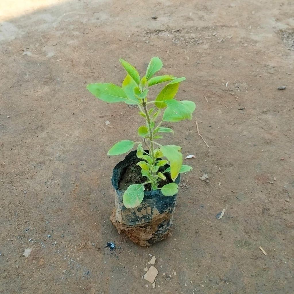 Tulsi / Holy Basil in 3 Inch Nursery Bag