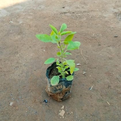 Buy Tulsi / Holy Basil in 3 Inch Nursery Bag Online | Urvann.com