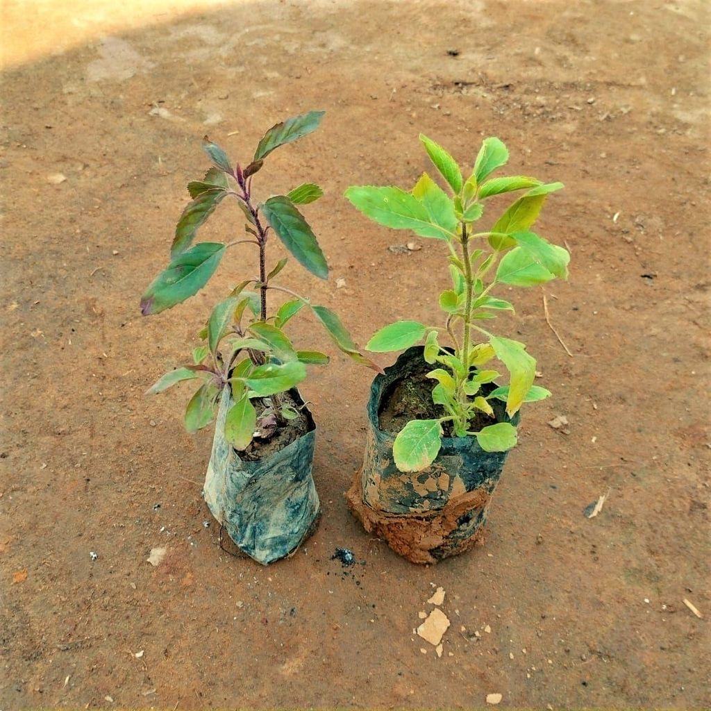 Set of 2 - Tulsi (Rama & Shyama) in 3 Inch Nursery Bag