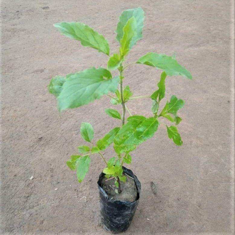 Tulsi Plant in 3 Inch Nursery Bag