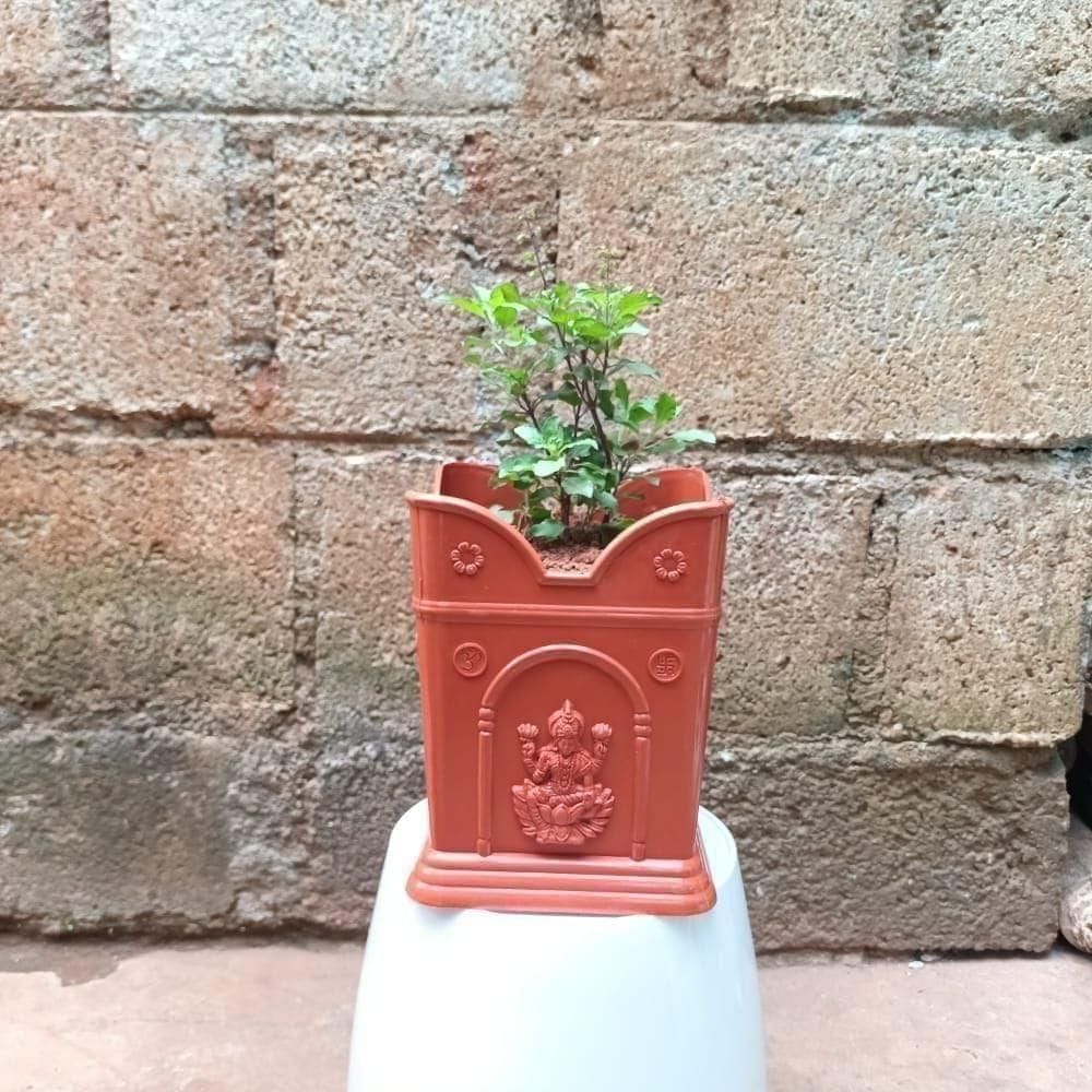 Tulsi in 6 Inch Tulsi Plastic Pot