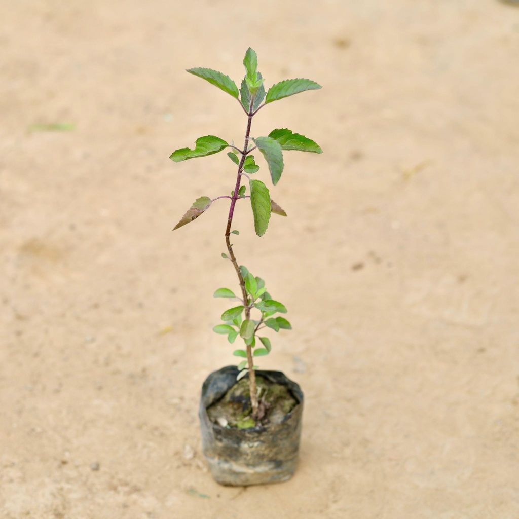 Tulsi / Basil in 4 Inch Nursery Bag