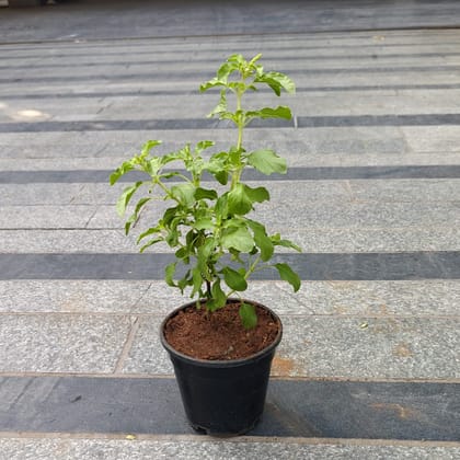 Buy Rama Tulsi in 4 Inch Nursery Pot Online | Urvann.com