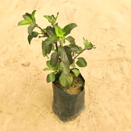 Shyama Tulsi in 4 Inch Nursery Bag