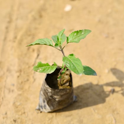 Buy Tulsi in 4 Inch Nursery Bag  Online | Urvann.com