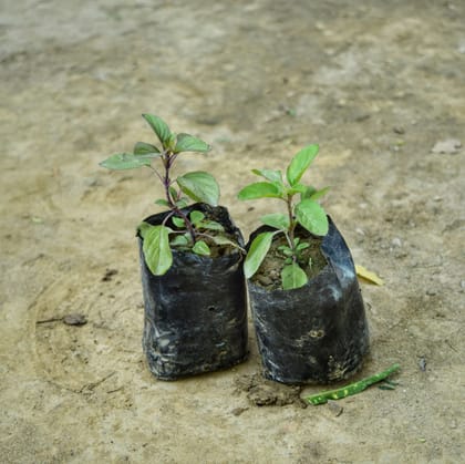 Buy Set of 2 - Rama & Shyama Tulsi in 3 Inch Nursery Bag Online | Urvann.com