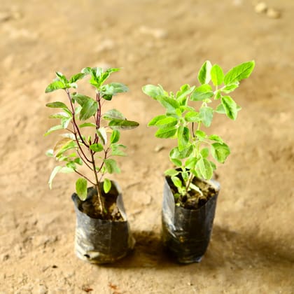 Buy Set of 2 - Tulsi (Rama & Shyama) in 3 Inch Nursery Bag Online | Urvann.com