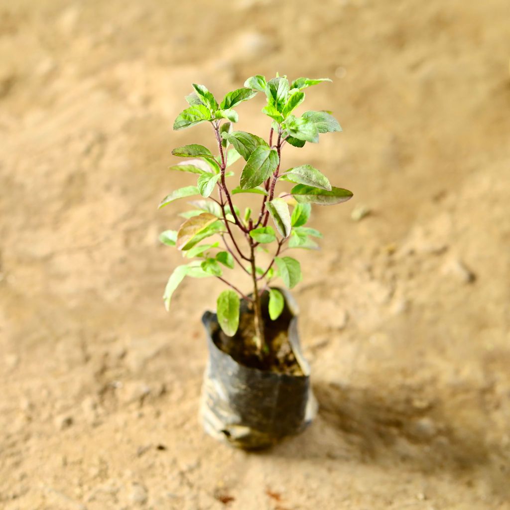 Tulsi Shyama in 3 Inch Nursery Bag