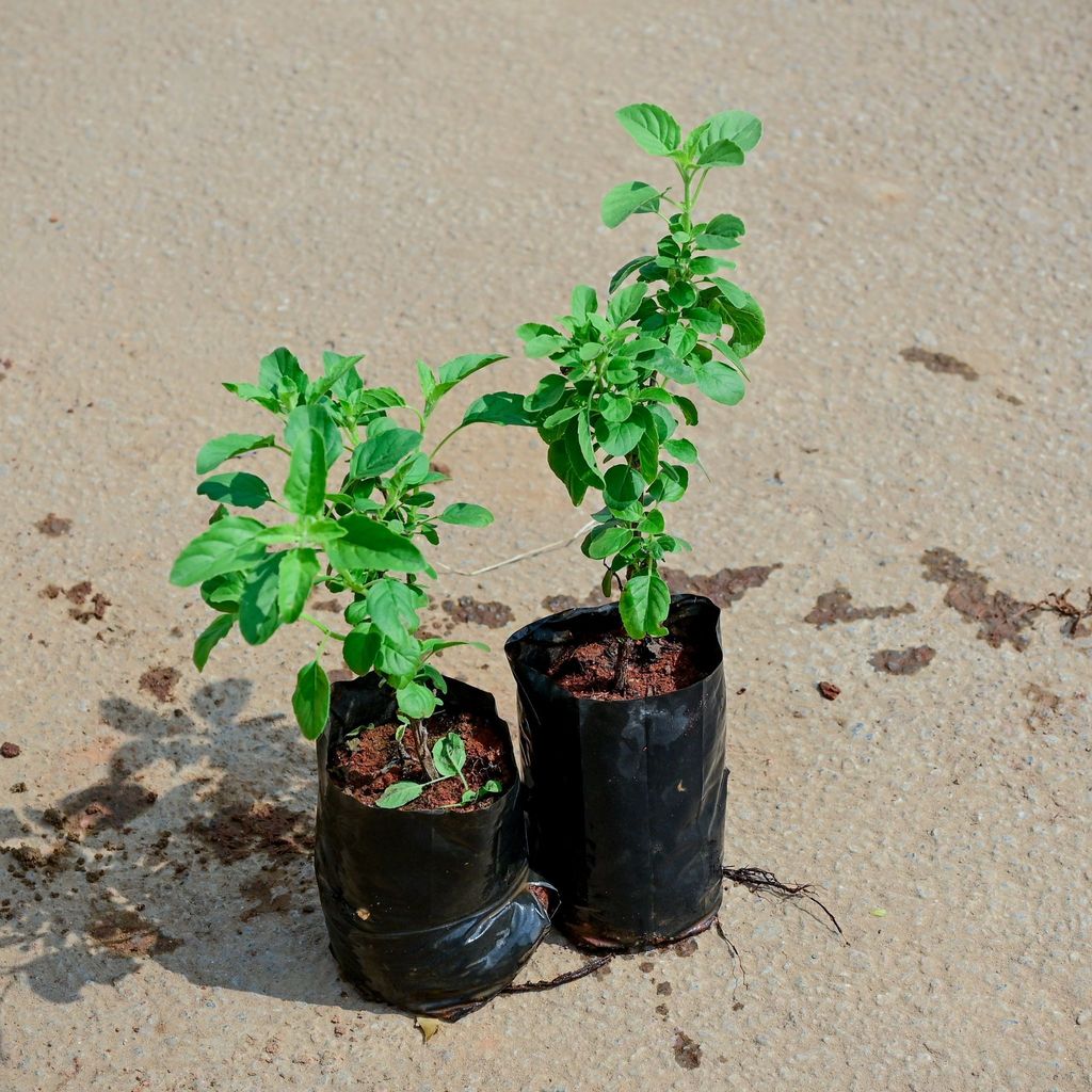 Set of 2 - Rama Tulsi in 4 Inch Nursery Bag