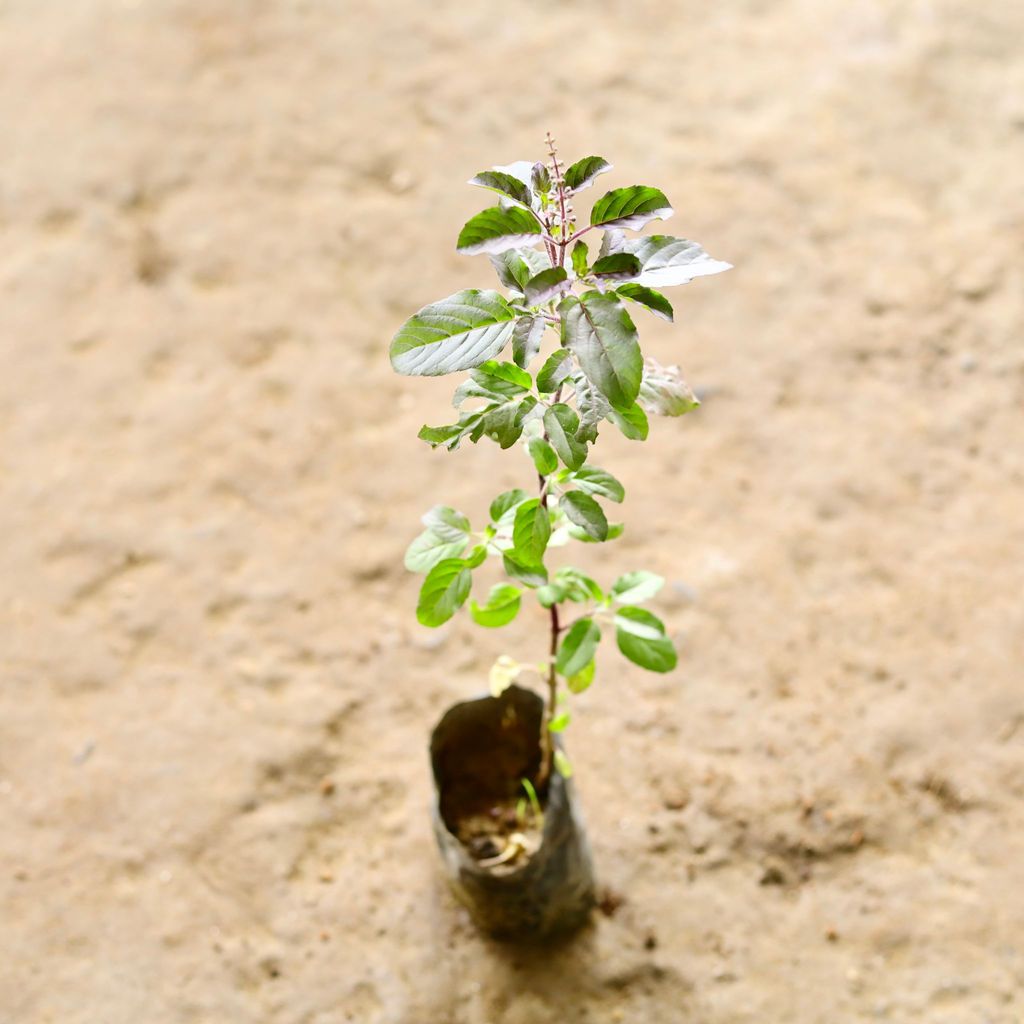 Rama Tulsi in 3 Inch Nursery Bag