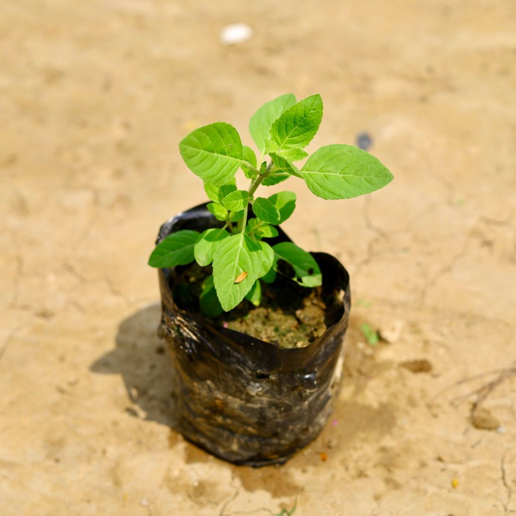 Tulsi in 4 Inch Nursery Bag